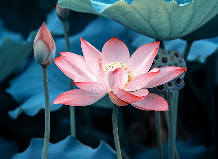 lotus