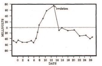 The electrical rhythm of the ovulation cycle in the human female as recorded between a finger from each hand. Before and after ovulation the potentials are nagative. About 5-6 days before ovulation, the potential begins to rise and increases above zero a few days before ovulation. Afterwards there is a rapid decline to below zero, at which time the body is free of a fertilizable ovum. The curve is taken from US Patent 3,924.609 Reprinted from Energy Medicine by James Oschman, Churchill Livingstone, 2000. 