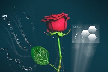 electric rose