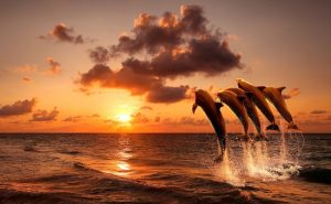 beautiful sunset with dolphins jumping