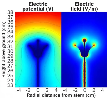 Electrical field of flower